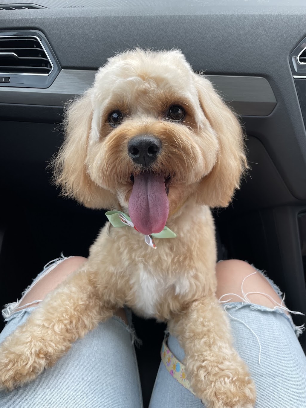 The Doggy Spa | 147 Farview Dr, Denham Court NSW 2565, Australia | Phone: 0406 764 591