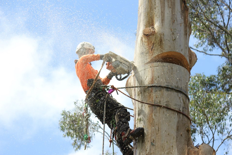 Leaf and Limb Tree Services Pty Ltd | 25A Hunter Rd, Healesville VIC 3777, Australia | Phone: (03) 5962 4301