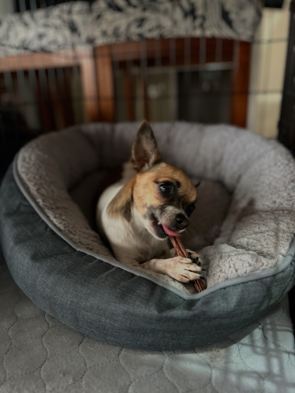 Charlie and the Treat Factory | 16 Coral Fern Way, Gwandalan NSW 2259, Australia | Phone: 0468 528 211