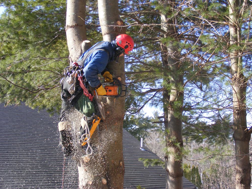 Northern Beaches Gardening and Landscaping Forestville | general contractor | Forestville NSW 2087, Australia | 0425804830 OR +61 425 804 830