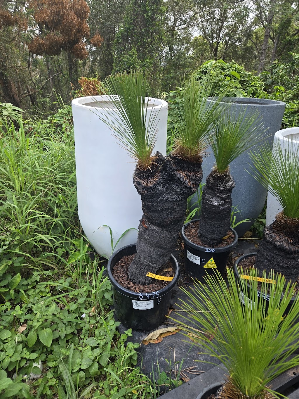 Advance Nursery | 164 Woodlands Dr, Thornlands QLD 4164, Australia | Phone: 0407 954 313