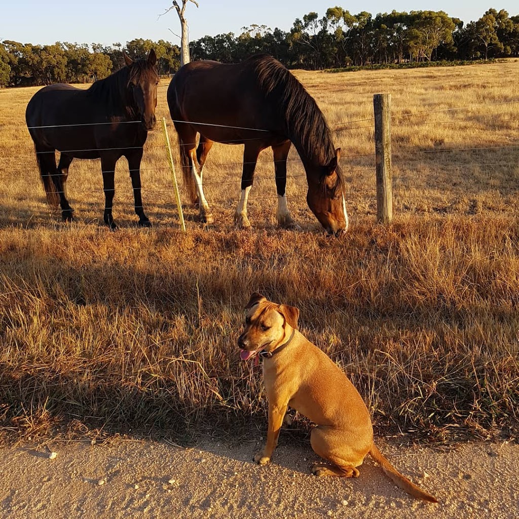 Whinbury Hill Horse Camp | Paraparap VIC 3240, Australia