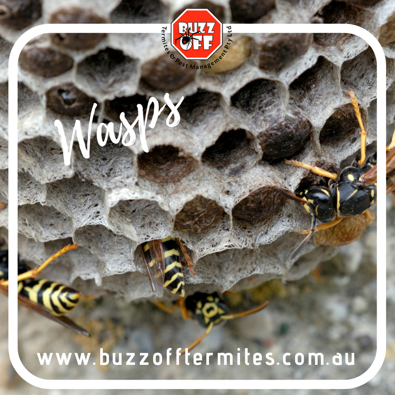 Buzz Off Termites & Pest Management Sydney | home goods store | 155 Walters Rd, Blacktown NSW 2148, Australia | 0296221021 OR +61 2 9622 1021