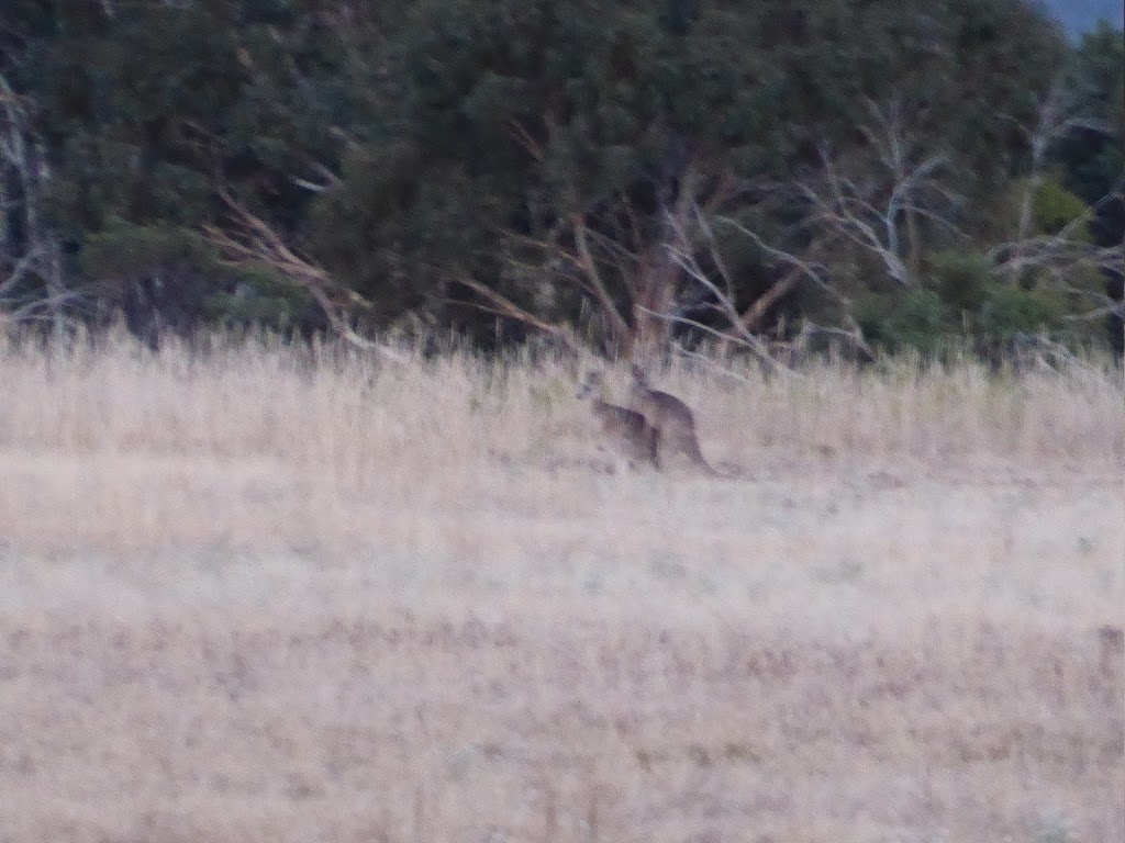 Asses Ears Wilderness Lodge | lodging | 130 Schmidts Rd, Brimpaen VIC 3401, Australia | 0353839215 OR +61 3 5383 9215