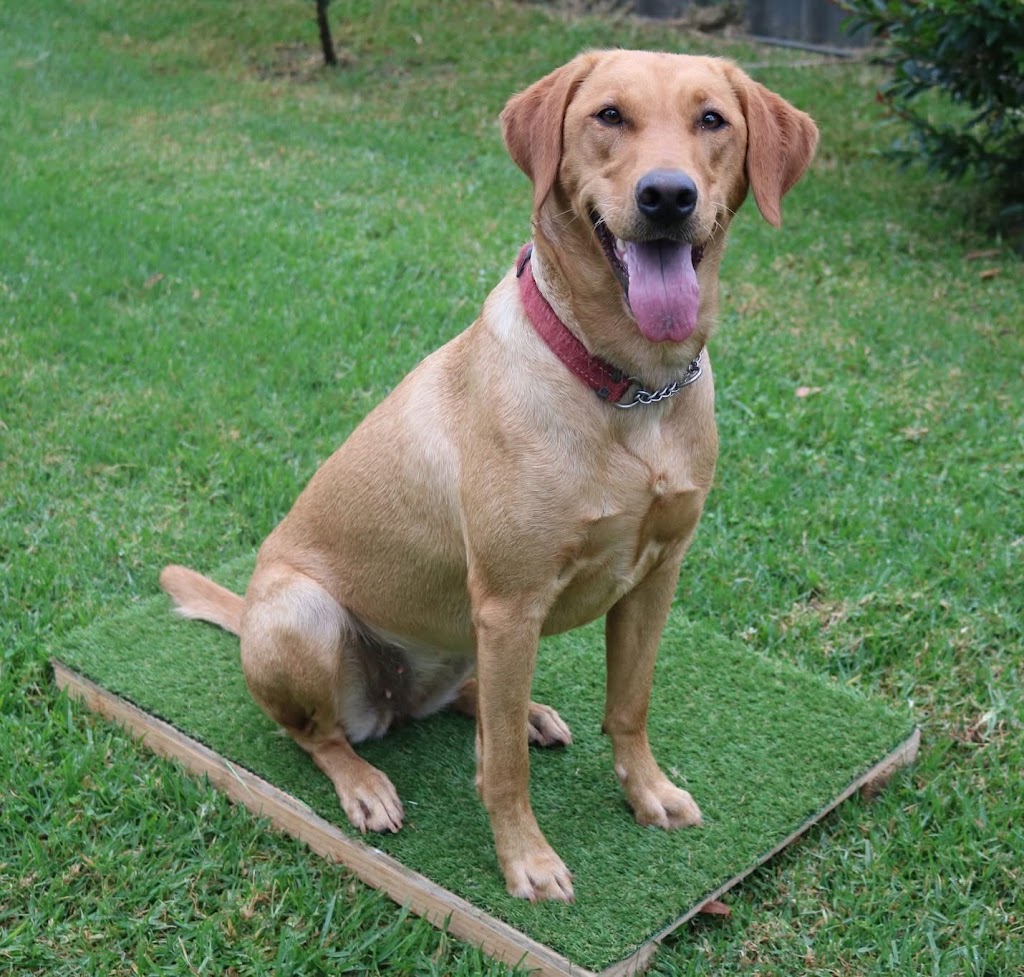 Cutting Edge Canine | 102 Talbot Rd, Hazelbrook NSW 2779, Australia | Phone: 0410 672 228