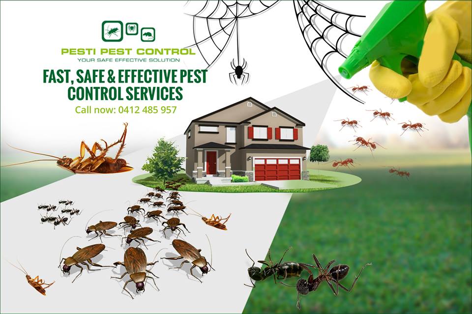 Termite Pesti Pest Control Perth | 312/112 Goderich St, Perth WA 6000, Australia | Phone: 0401 037 876