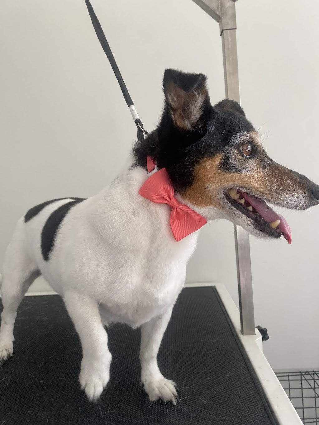 Hannah’s Pampered Pooches | 3 Noble Way, Sunbury VIC 3429, Australia | Phone: 0411 522 583