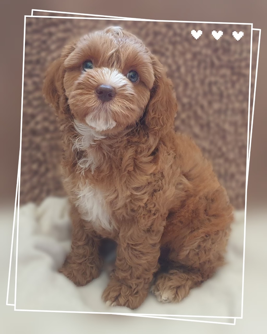 Memrabull Theodores (Cavoodles) | Cranley QLD 4352, Australia | Phone: 0451 553 535