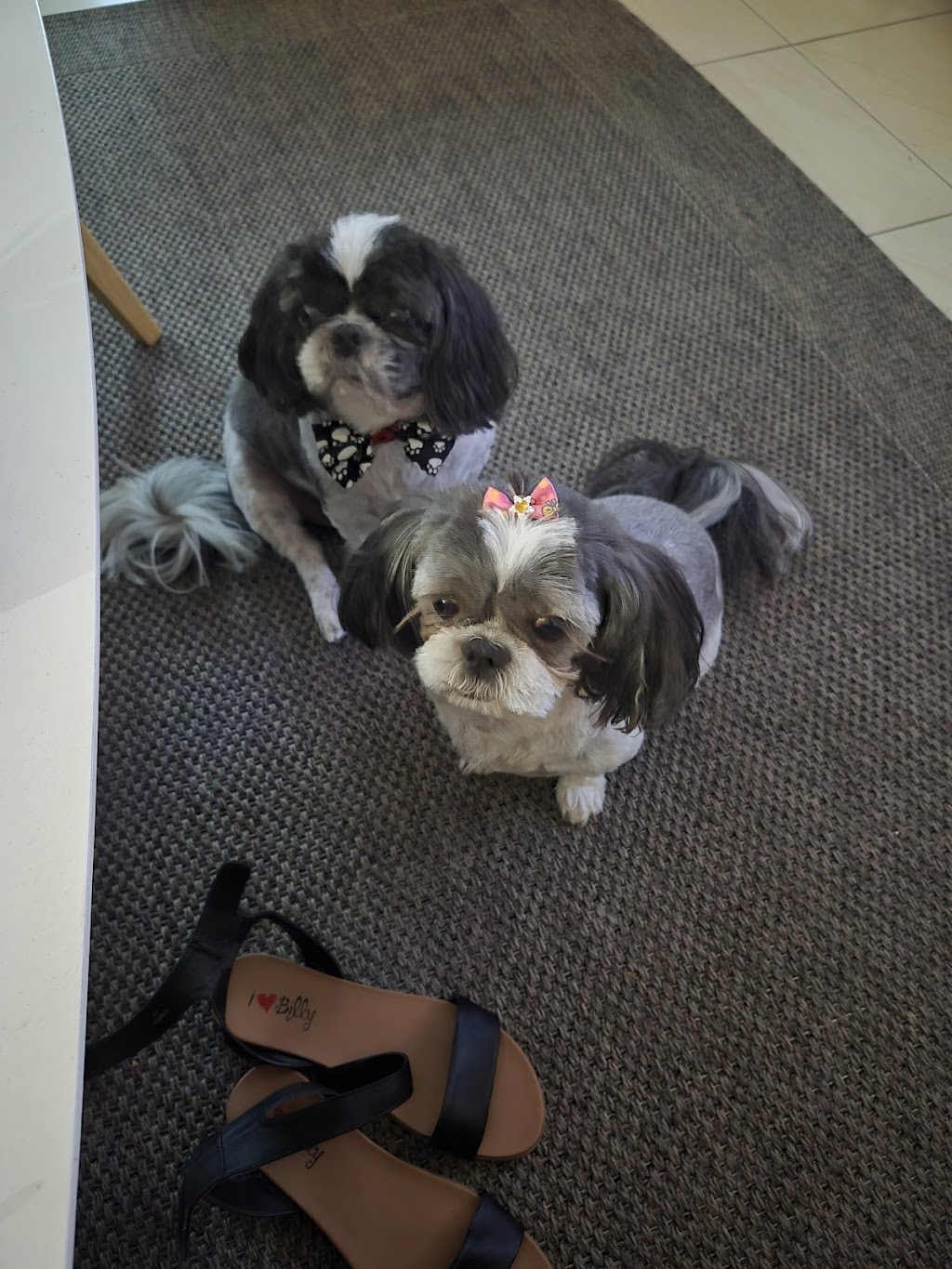 Little dog sitting Home away from home | Woogaroo St, Goodna QLD 4300, Australia | Phone: 0428 992 240