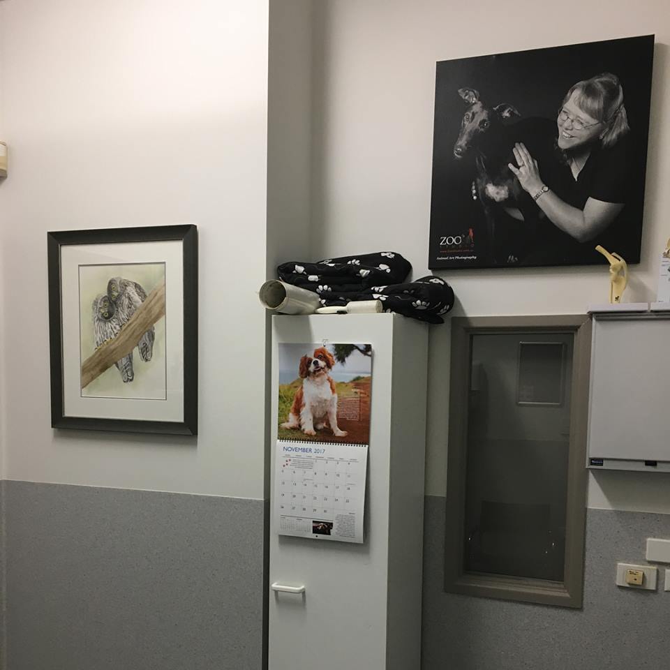 ACU-PET Veterinary Acupuncture and Rehabilitation Therapies | Unti1/111 Dandenong Rd, Jamboree Heights QLD 4074, Australia | Phone: 0403 111 878