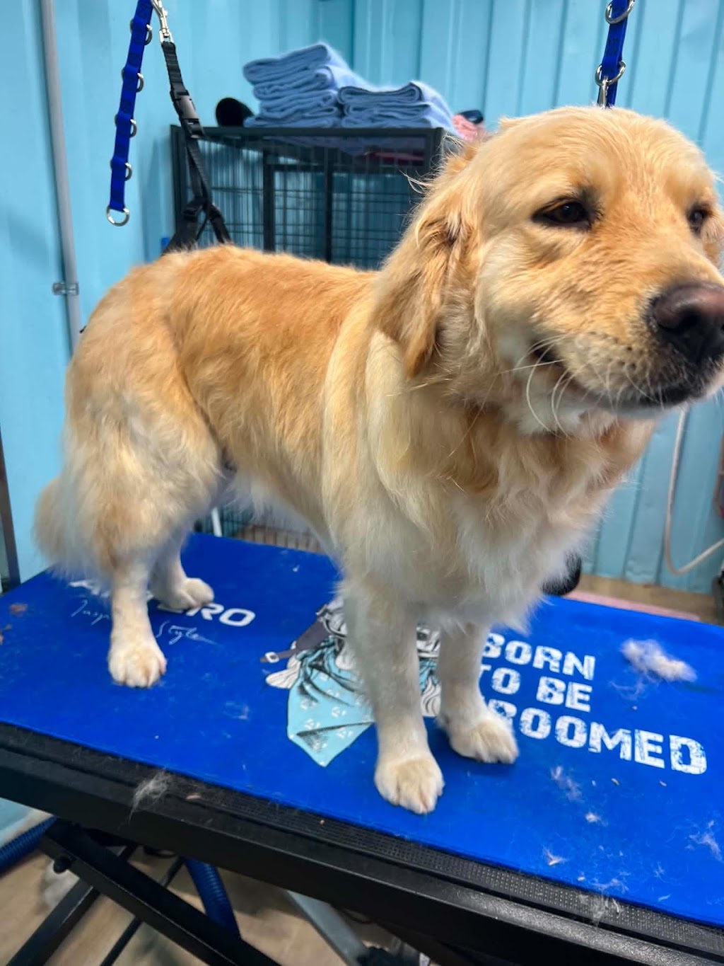 Rivergum Pet Parlour | 106 Queen St, Redbournberry NSW 2330, Australia | Phone: 0458 406 230