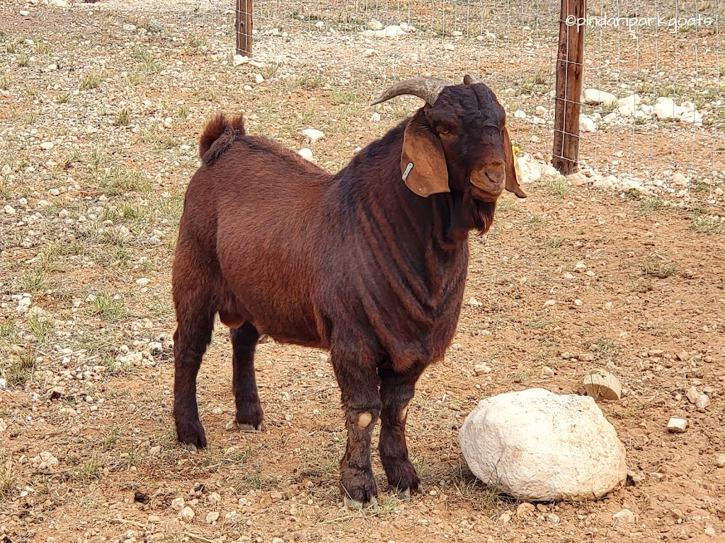 Pindari Park Goats & Farmstay | 9290 Goyder Hwy, Stuart SA 5320, Australia | Phone: 0409 707 436