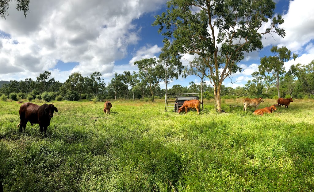 Weeks Cattle Co | food | 1992 Woodstock Giru Rd, Majors Creek QLD 4816, Australia | 0401883389 OR +61 401 883 389