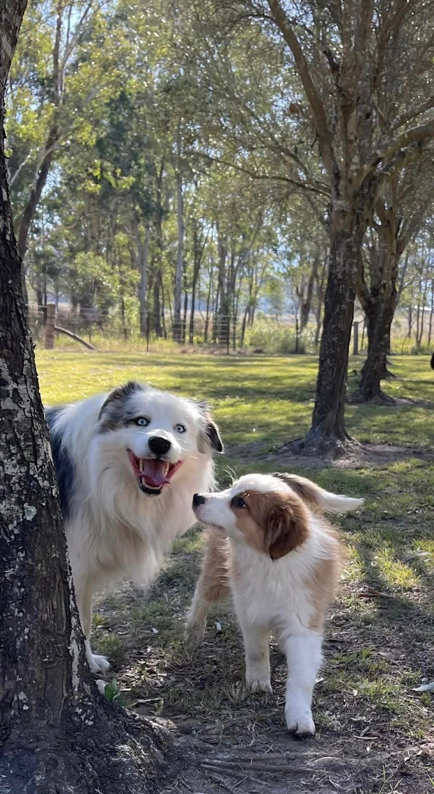 OliveGrove Estate Border Collies | 210 Inglewood Rd, Muscle Creek NSW 2333, Australia | Phone: 0427 530 955