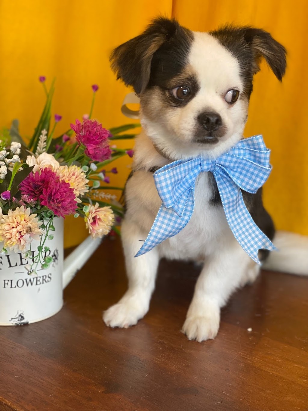Annas Dog Grooming | 8 Chevrolet Pl, Ingleburn NSW 2565, Australia | Phone: 0412 564 412