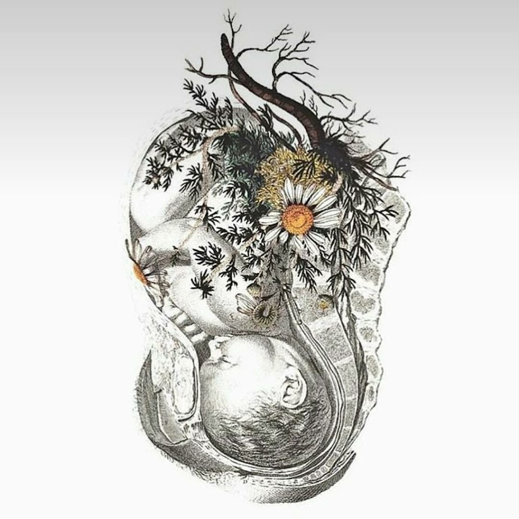 Honõra - Heart Body Plant Wisdom | 2 Anderson St, Port Macquarie NSW 2444, Australia | Phone: 0424 032 990