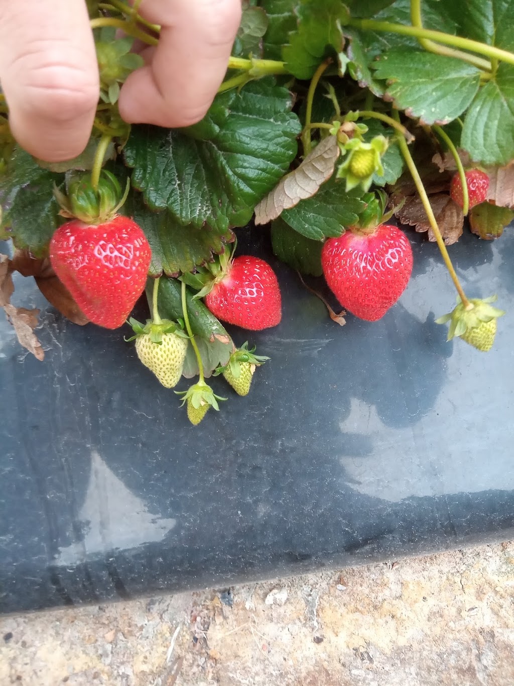 Ceravolo berries |  | 208 Rowley Rd, Myponga SA 5202, Australia | 0883903678 OR +61 8 8390 3678