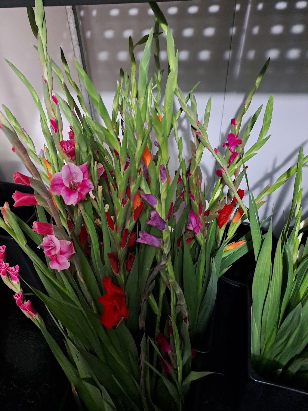 Fragrance in a Flower | 429 Kerry Rd, Beaudesert QLD 4285, Australia | Phone: 0409 485 354