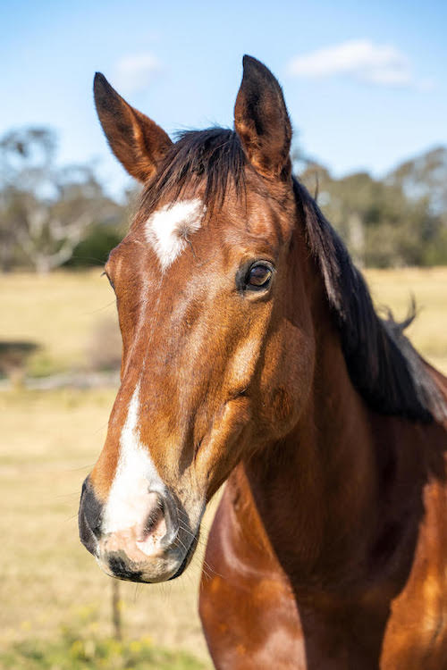 Kelly Zorn | Hayes Ln, Horsley NSW 2530, Australia | Phone: 0452 337 322