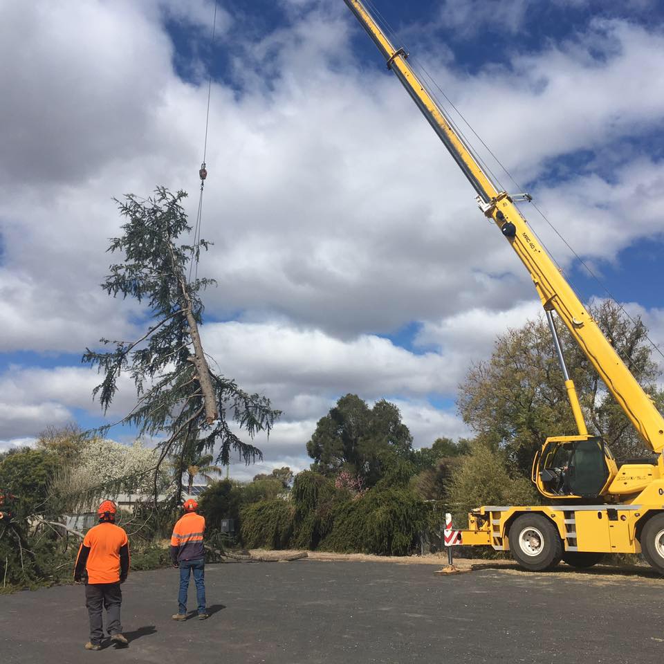 A1 Tree Service NSW Pty Ltd | 7L Gilgandra Rd, Dubbo NSW 2830, Australia | Phone: (02) 6882 2052