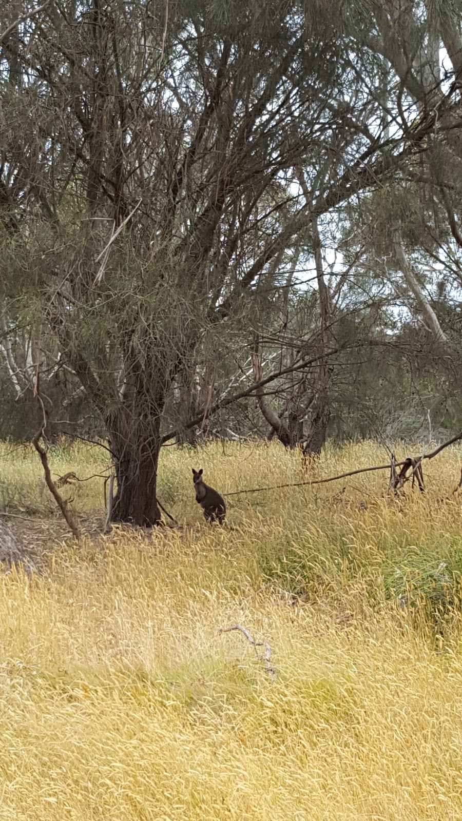 Rhyll Inlet State Wildlife Reserve | Mcilwraith Rd, Rhyll VIC 3923, Australia | Phone: 1300 366 422