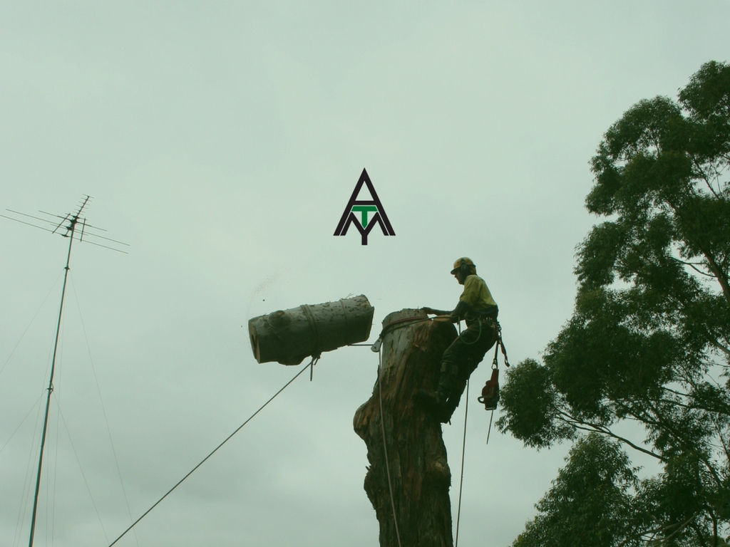 Accomplished Tree Management | 7 Koel Cres, Port Macquarie NSW 2444, Australia | Phone: 0411 443 535