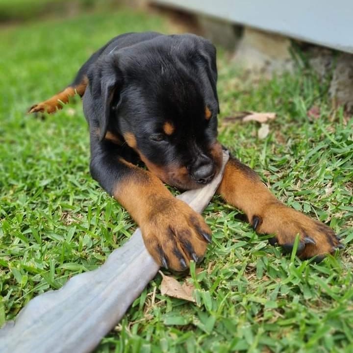 Oz Pup Culture | 40 Heritage Dr, Appin NSW 2560, Australia | Phone: 0409 472 756