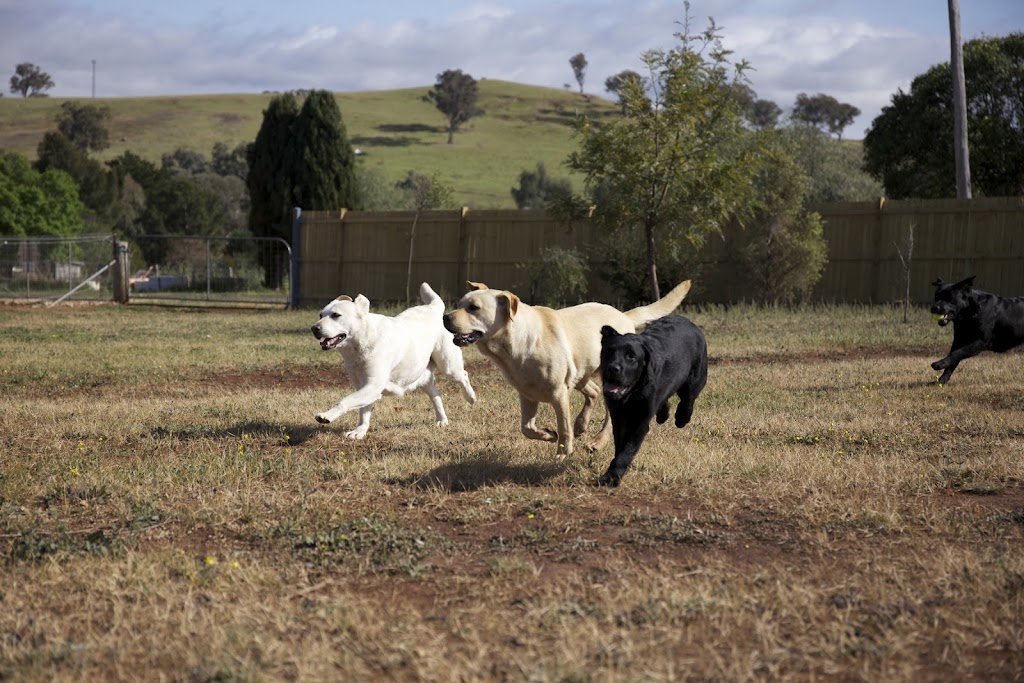 Tapua Labrador Retrievers |  | Rankin St, Woodstock NSW 2793, Australia | 0429399341 OR +61 429 399 341