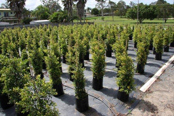 Tango Trees | 132 Clarks Rd, Loganholme QLD 4129, Australia | Phone: (07) 3209 8111