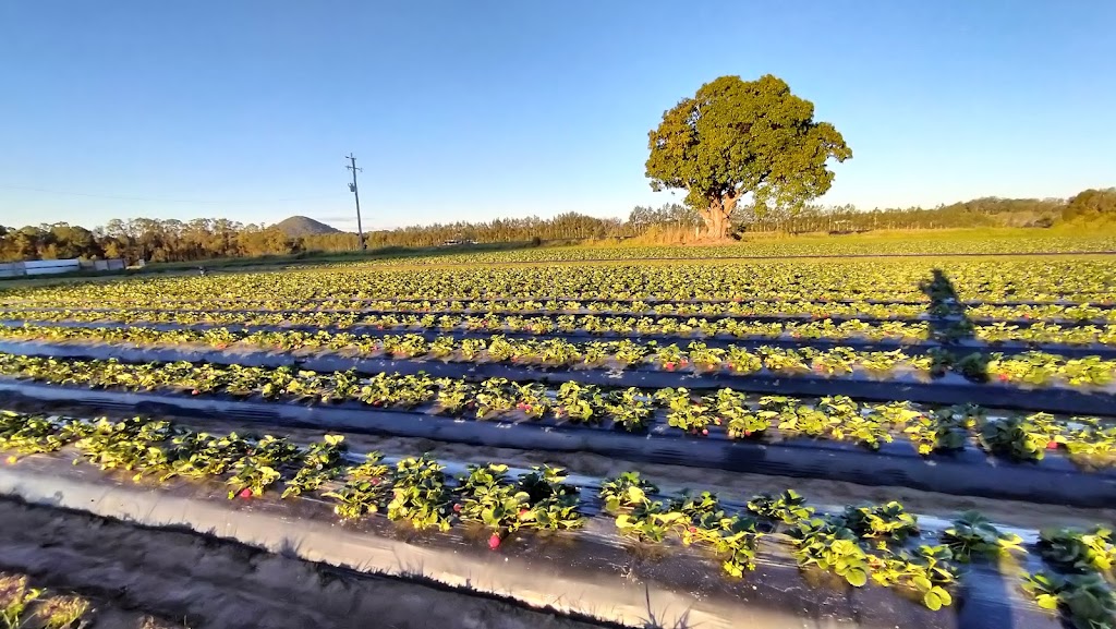 Sweet Acres | 165 Newlands Rd, Wamuran QLD 4512, Australia | Phone: 0459 147 061