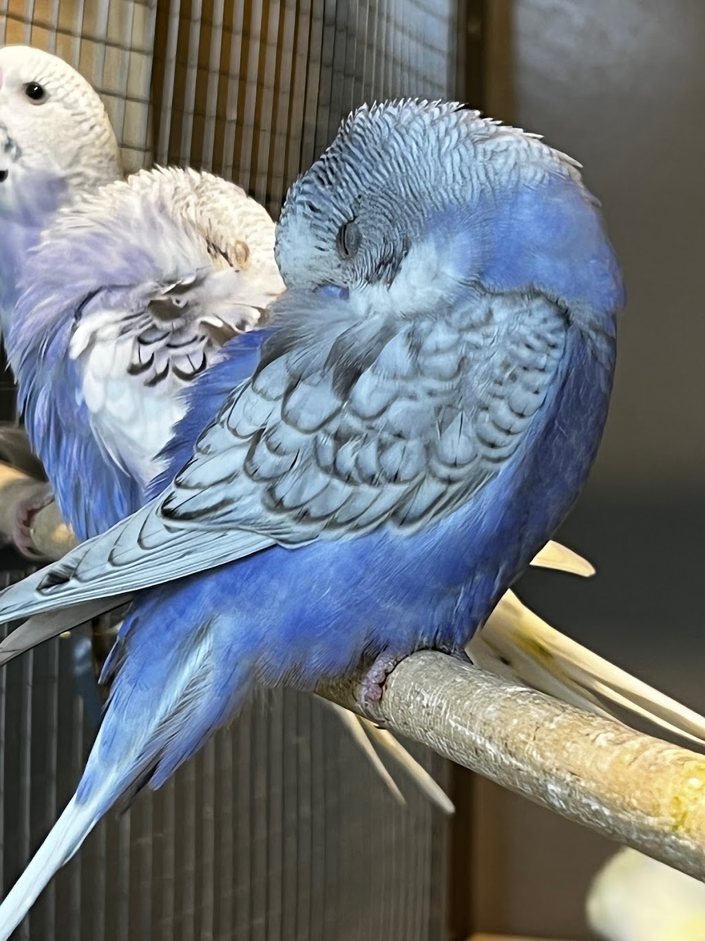 Just Budgies At Whispering Pines Aviary | pet store | 31 Pinetree Ct, Mudgeeraba QLD 4213, Australia | 0412993334 OR +61 412 993 334