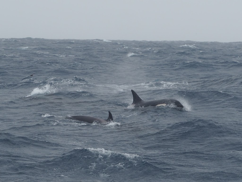 Bremer Bay Killer Whales | Swarbrick Rd, Bremer Bay WA 6338, Australia | Phone: 1300 388 893