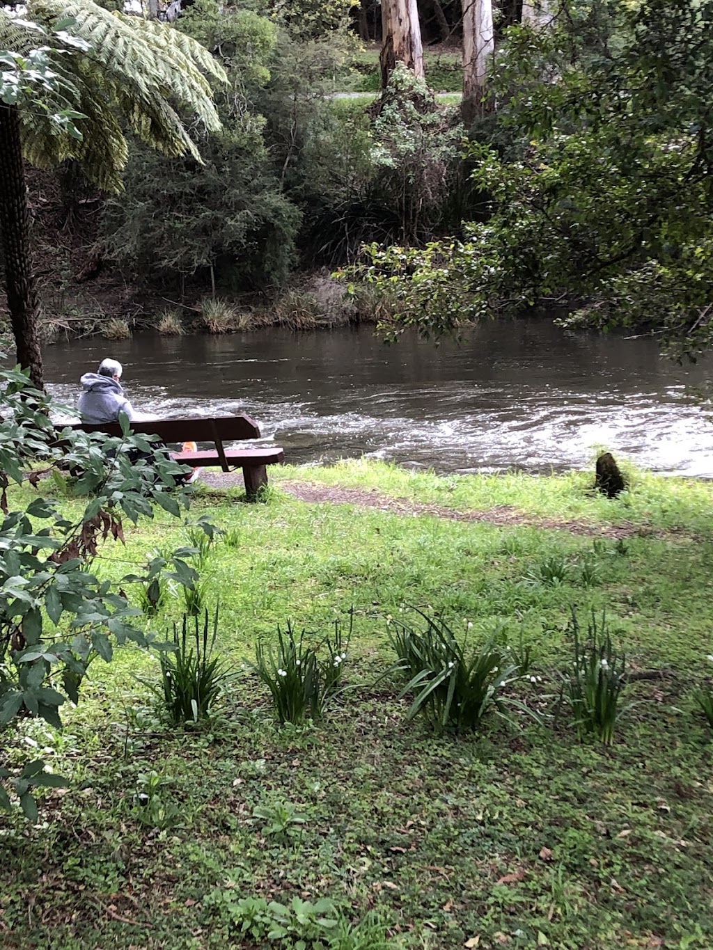 Kookaburras Perch Tiny House | 113 Wonga Rd, Millgrove VIC 3799, Australia | Phone: 0413 123 926