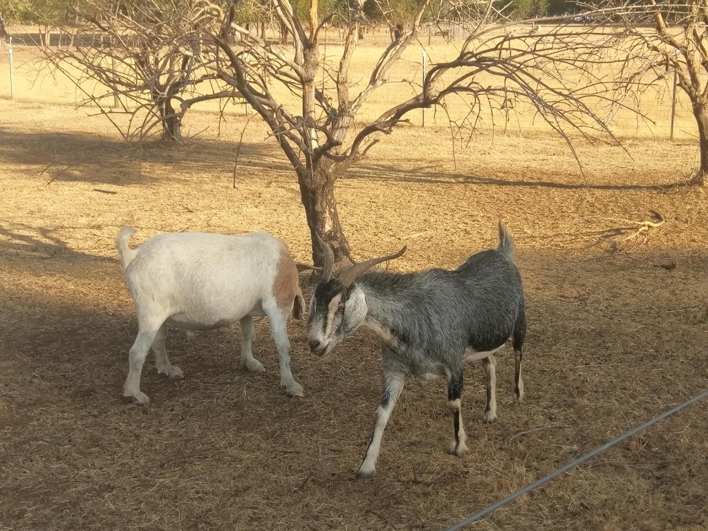 Happy Hooves Farm Sanctuary | 405 Clenton Rd, Gidgegannup WA 6083, Australia | Phone: 0439 976 921