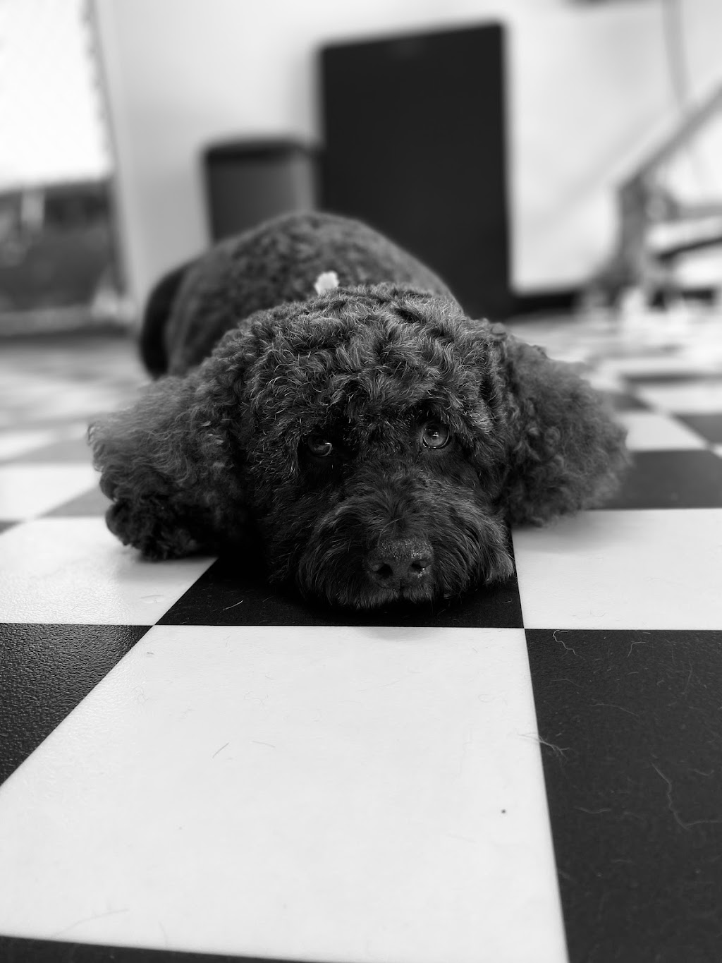 Heavenly Paws Dog Grooming & Washing | 4/78 Oxford St, Gateshead NSW 2290, Australia | Phone: 0421 278 688