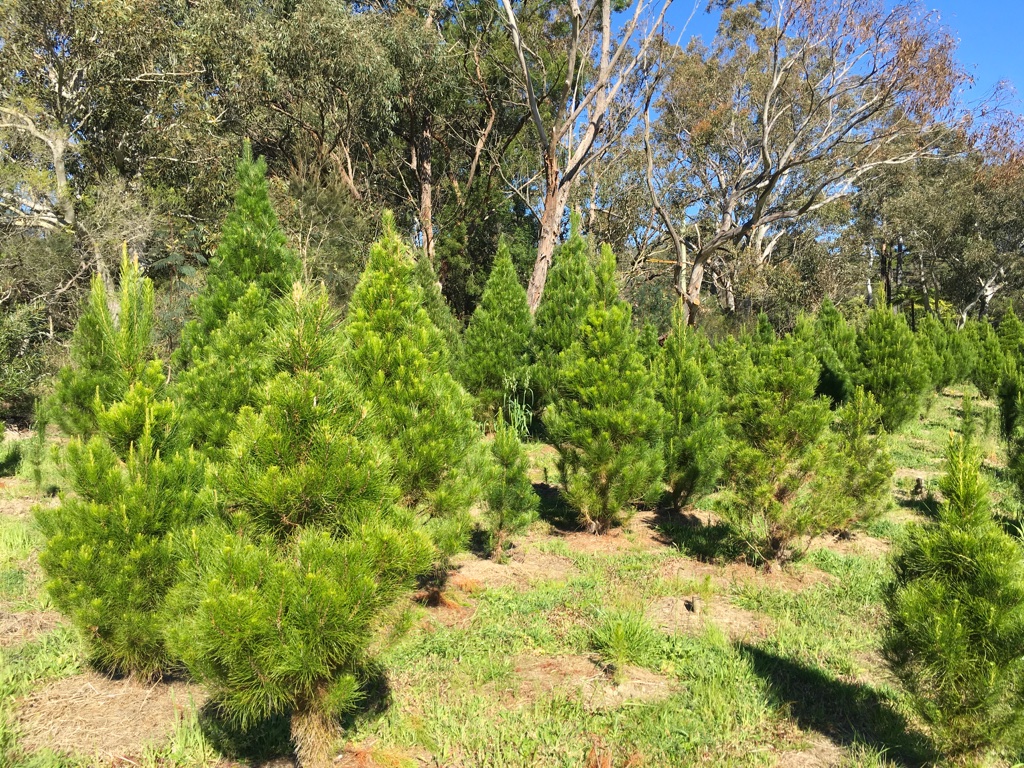 Sydney Christmas Tree Farm - sold out for 2020 | 6 Namba Rd, Duffys Forest NSW 2084, Australia | Phone: (02) 9450 2027