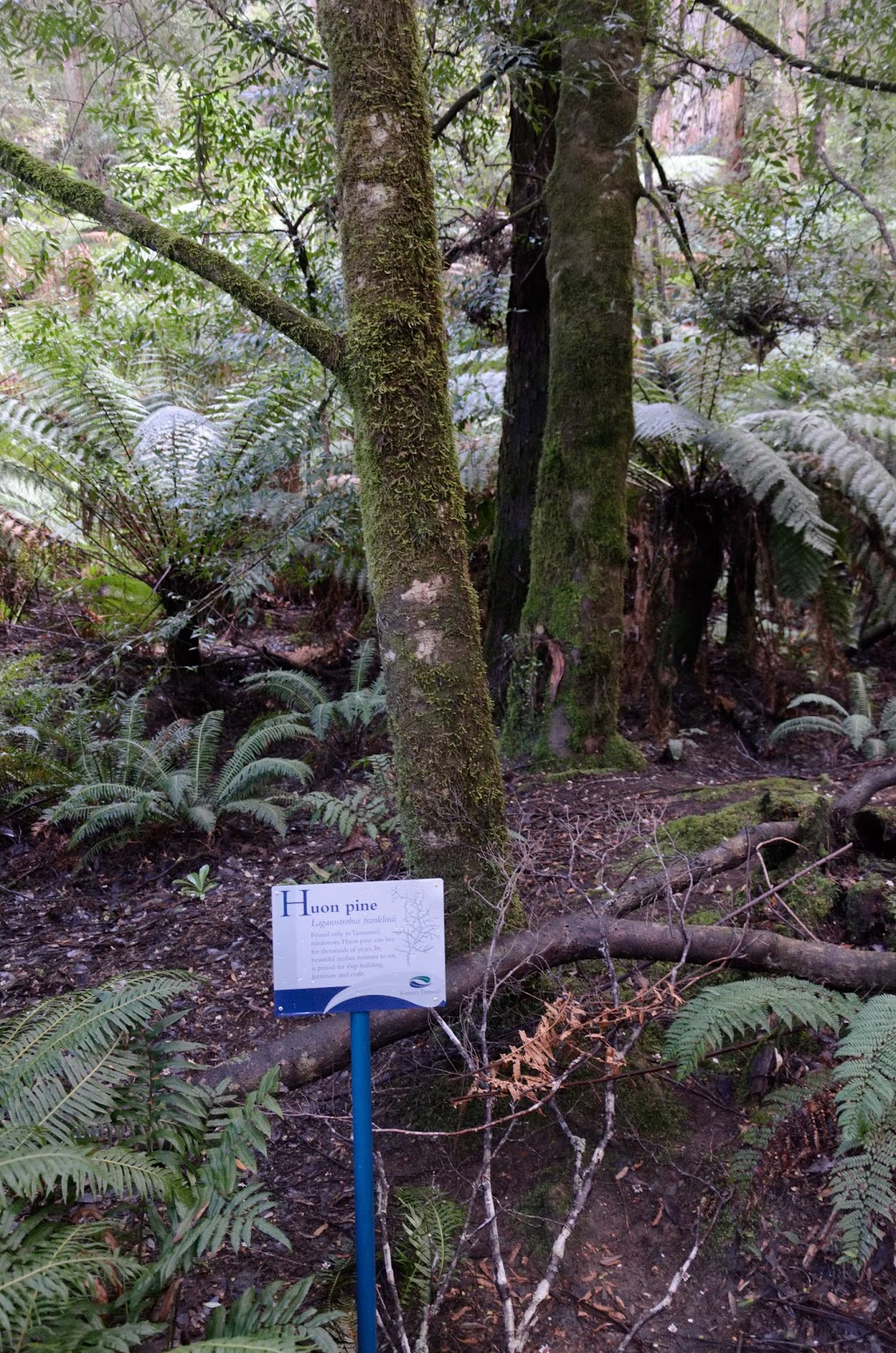 Tahune Forest Reserve | Southwest TAS 7139, Australia