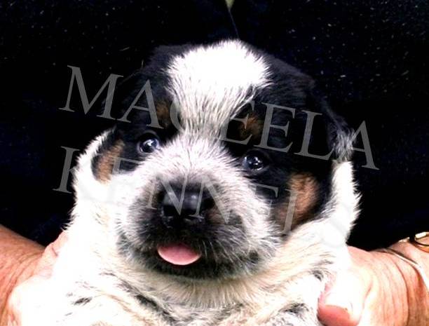 Mageela Kennels | 40 Crufts Way, Canning Vale WA 6155, Australia | Phone: (08) 9455 1435