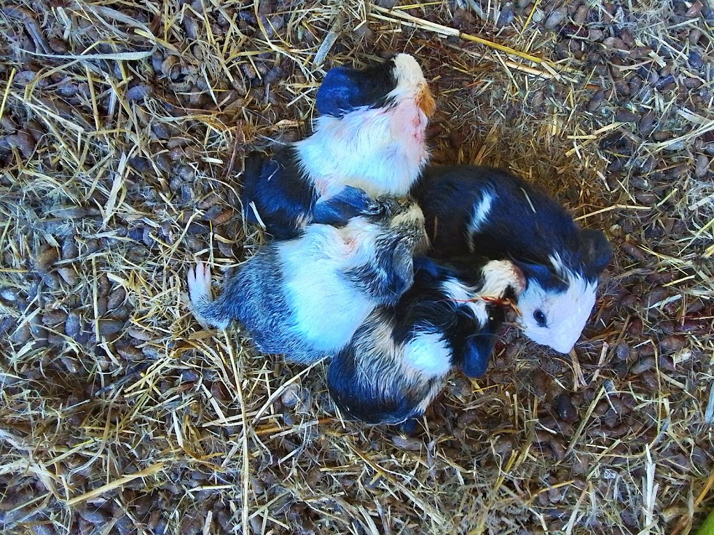 Trulander Petting Zoo | Caringal Rd, Emerald QLD 4720, Australia | Phone: 0407 460 703
