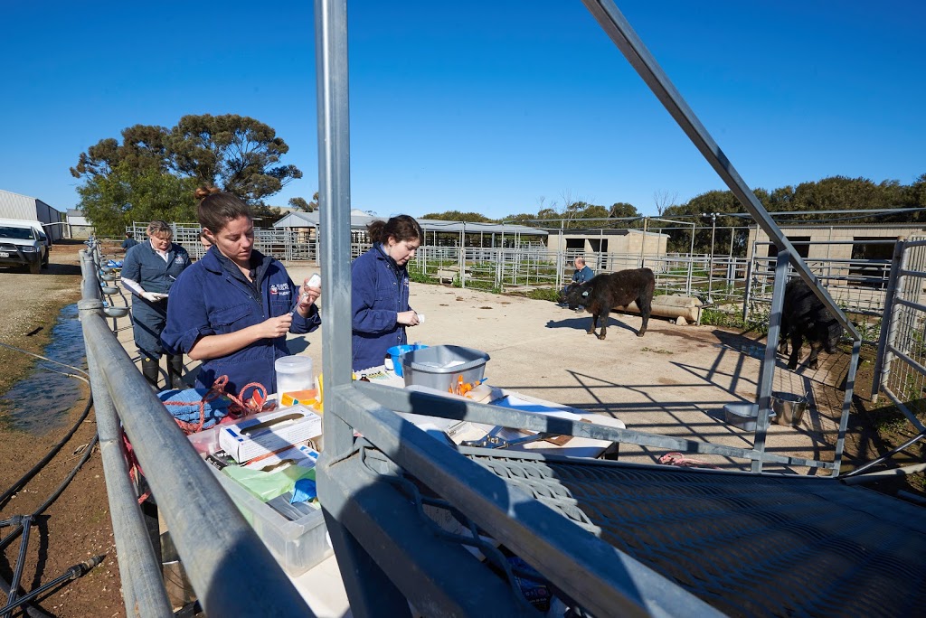Production Animal Heath Centre University of Adelaide | veterinary care | Roseworthy Campus, Roseworthy SA 5371, Australia | 0883131999 OR +61 8 8313 1999