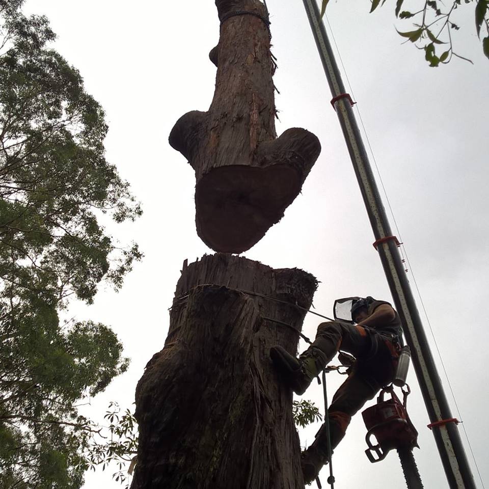 JC Tree Management - Arborist & Tree Services | 84 Excelsior Ave, Castle Hill NSW 2154, Australia | Phone: 0405 469 358