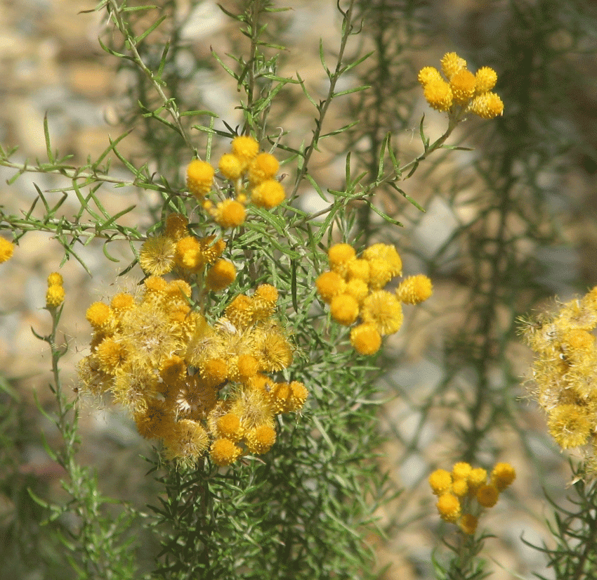 Sylvaterre Native Nursery | 1126 Sylvaterre-Timms Lake Rd, Sylvaterre VIC 3575, Australia | Phone: 0455 140 421