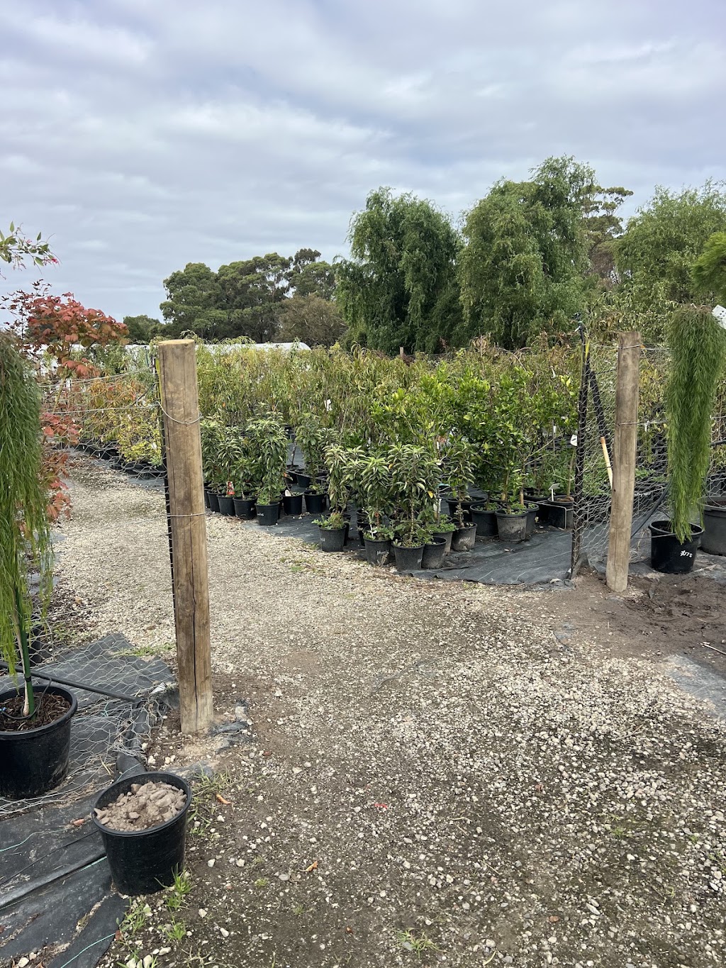 Neth Plant | 210 Clyde-Five Ways Rd, Clyde VIC 3978, Australia | Phone: 0406 785 304