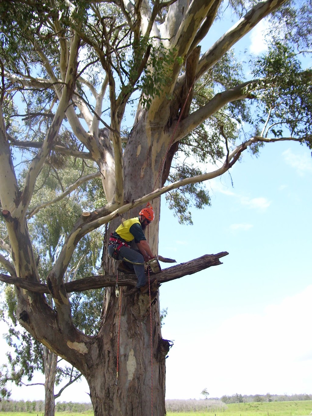 Aaron Tree Service | 16/20 Newstead Terrace, Newstead QLD 4006, Australia | Phone: (07) 3851 0104