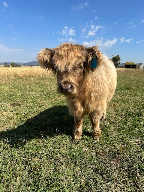 Mudgee Highlands | 106 Saleyards Ln, Mudgee NSW 2850, Australia | Phone: 0473 742 744