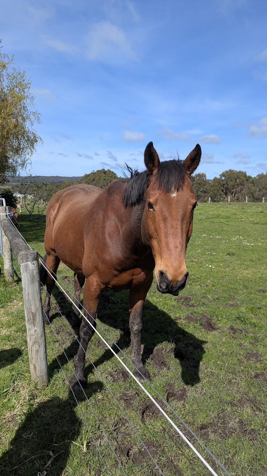 Apollo Dream Suites | 15 Tuxion Rd, Apollo Bay VIC 3233, Australia | Phone: 0401 044 796