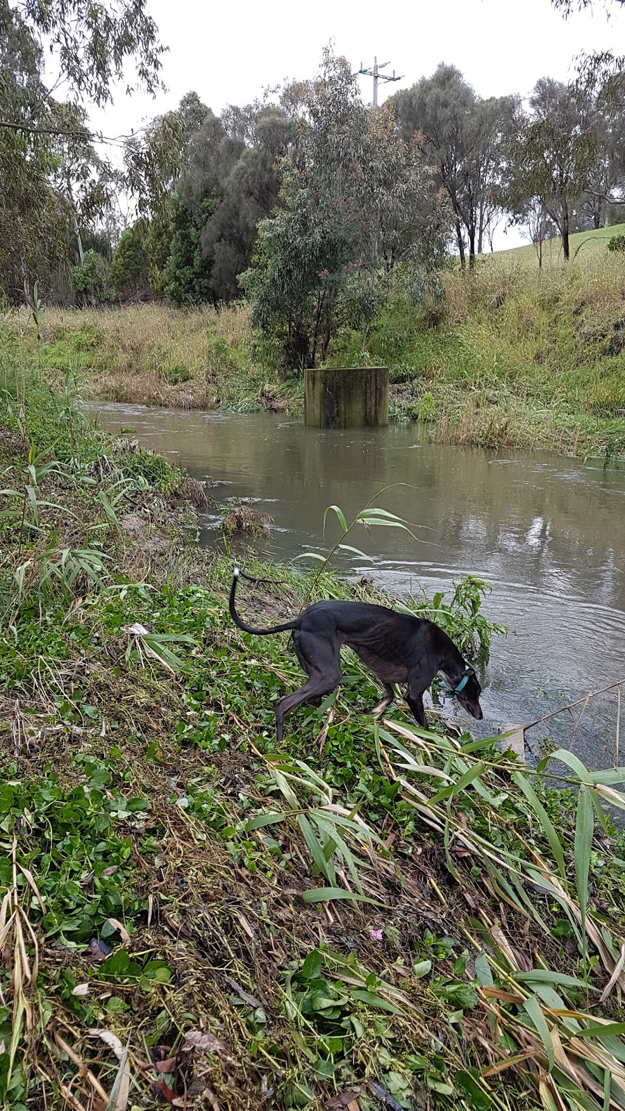 Darebin Creek Forest Park | Liberty Parade, Heidelberg West VIC 3081, Australia | Phone: (03) 9490 4222