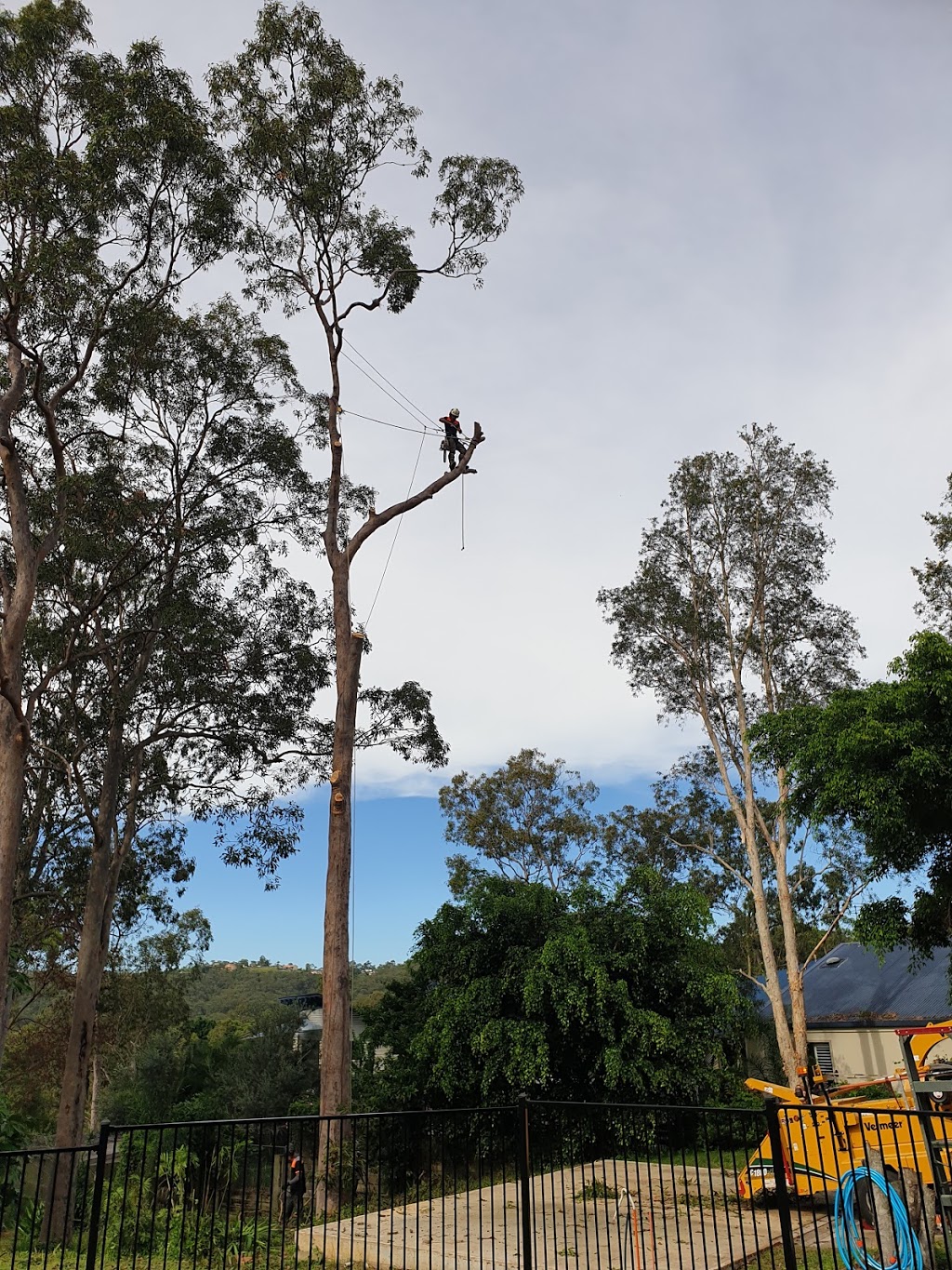 All About Tree Services | 8 Mount Olive Ct, Mudgeeraba QLD 4213, Australia | Phone: 0414 304 916