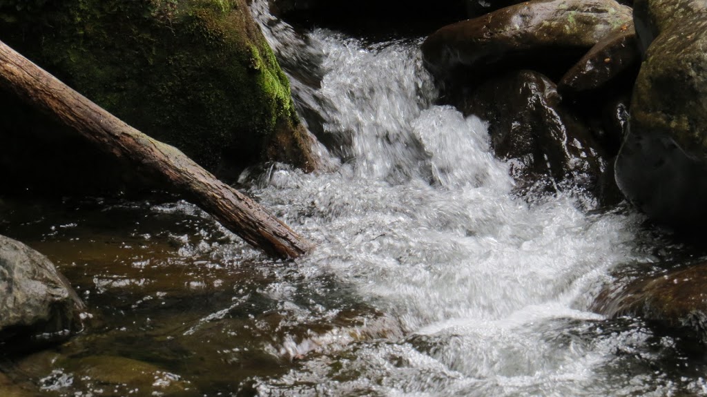 Liffey Forest Reserve | Liffey TAS 7301, Australia