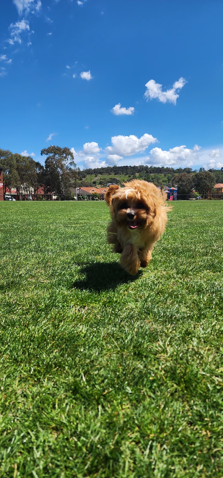 Rovers Run Puppies | 114-116 Smiths Ln, Pearcedale VIC 3912, Australia | Phone: 0493 135 429